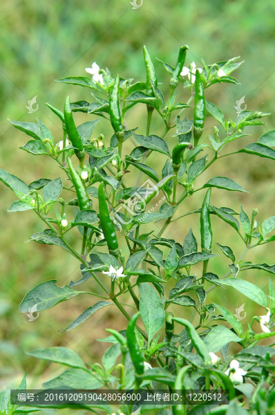 辣椒樹