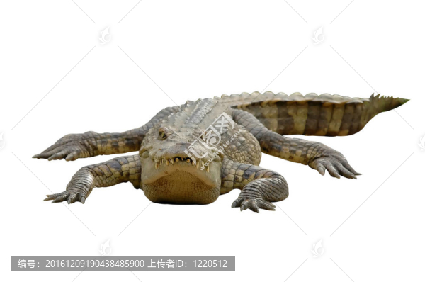 鱷魚隔離