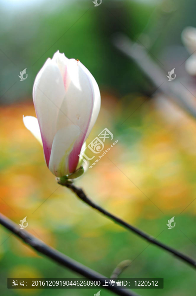蘭花