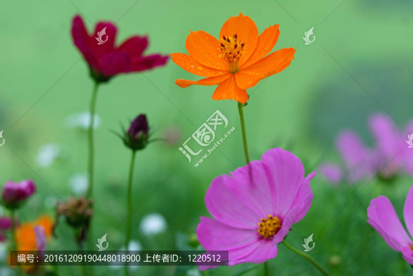 野生的；向日葵