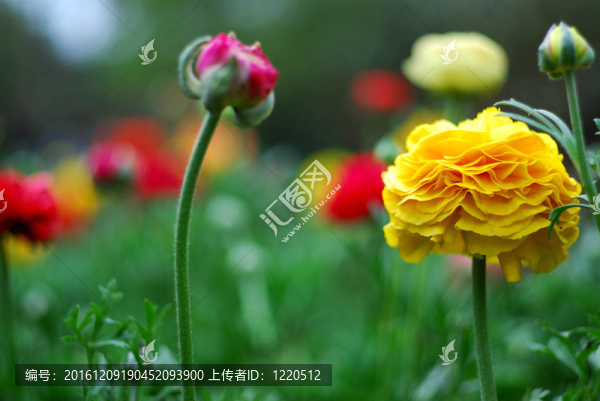 花