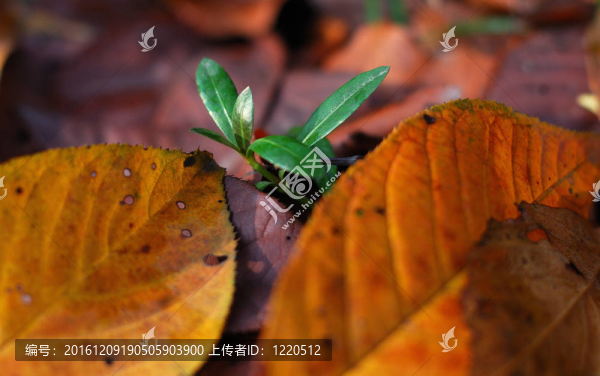 秋天的落葉