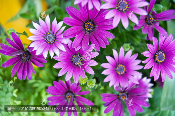 紫色的花