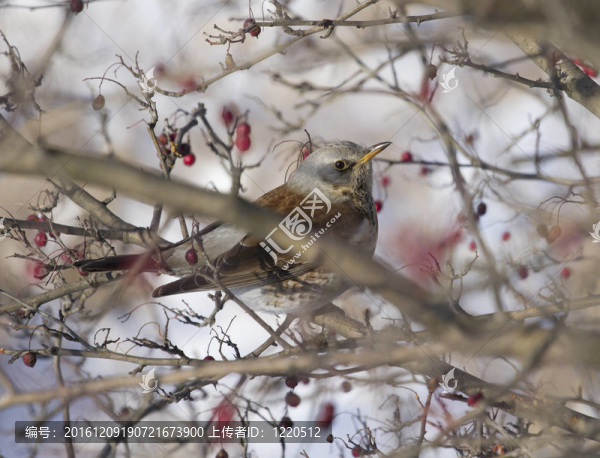 Fieldfare,Blackbird坐在一棵山楂樹(shù)。