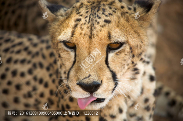 獵豹在Harnas