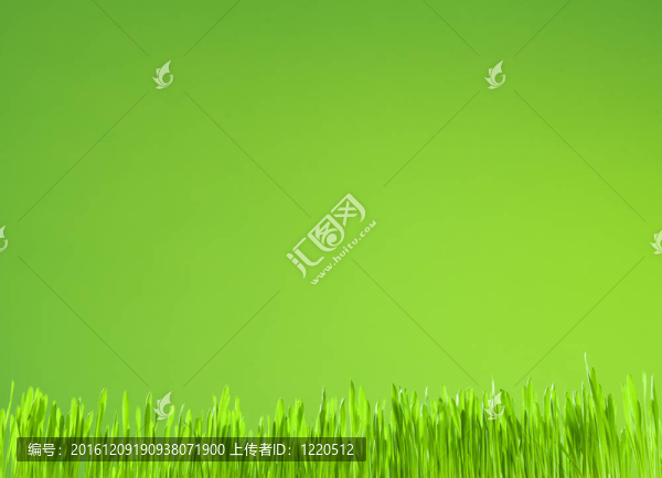 綠色背景下清新青草的生長(zhǎng)