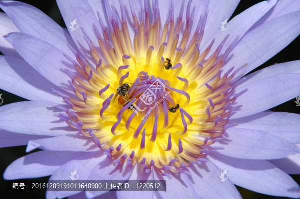 紫蓮花