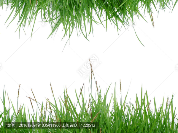 綠色的草中分離