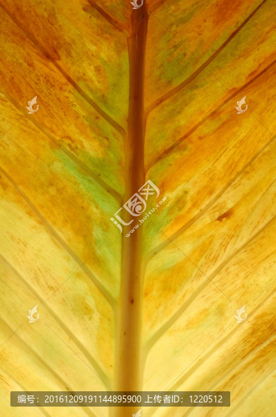 質(zhì)感的葉