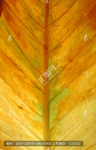 質(zhì)感的葉