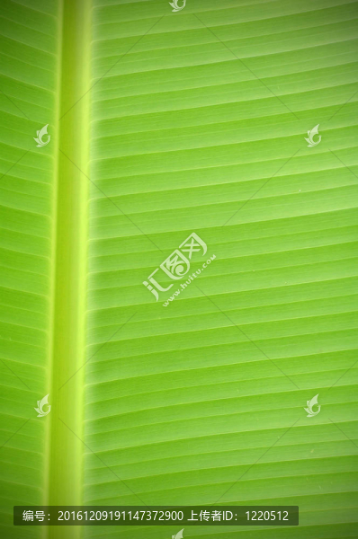 質(zhì)感的葉