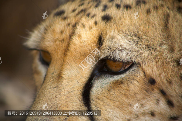 獵豹在Harnas