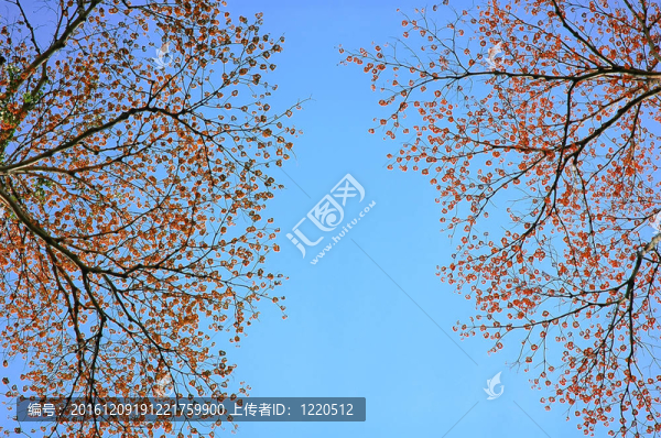 紅花與藍(lán)天