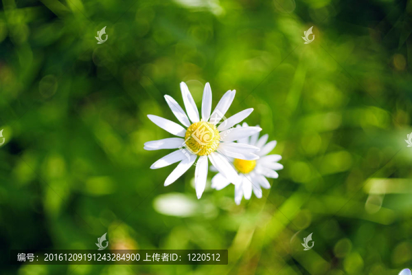 草地上美麗的雛菊