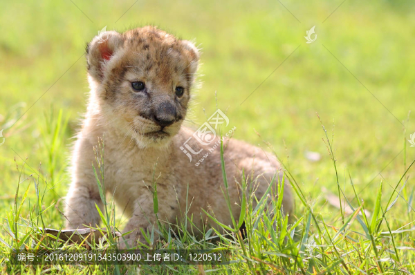 小獅子