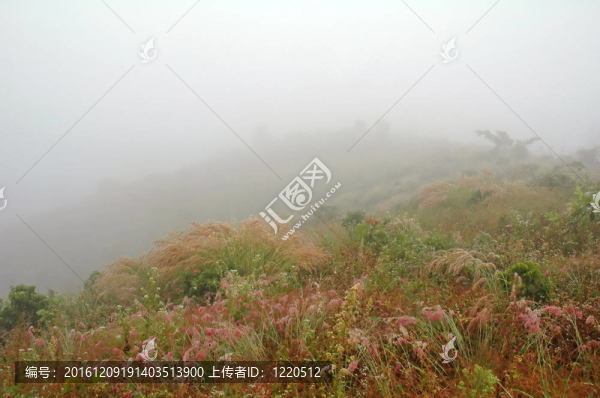 草地