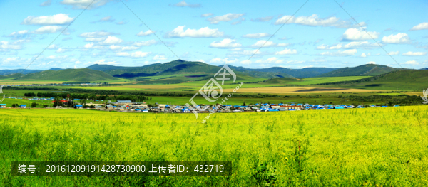 油菜花鄉(xiāng)村全景