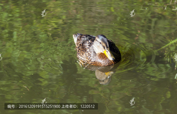 鴨子在湖里游泳