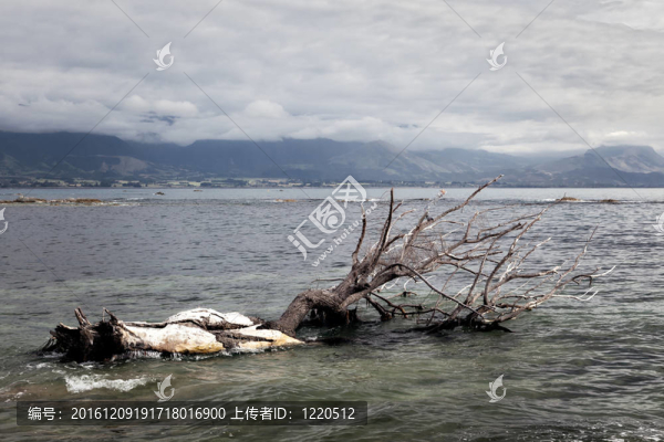 在kiakoura灣死在水里的樹