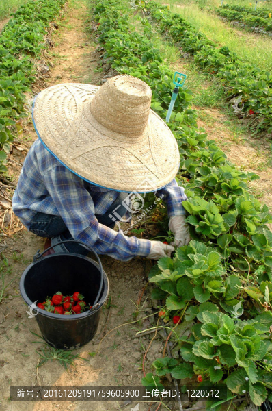 泰國(guó)蔬菜園
