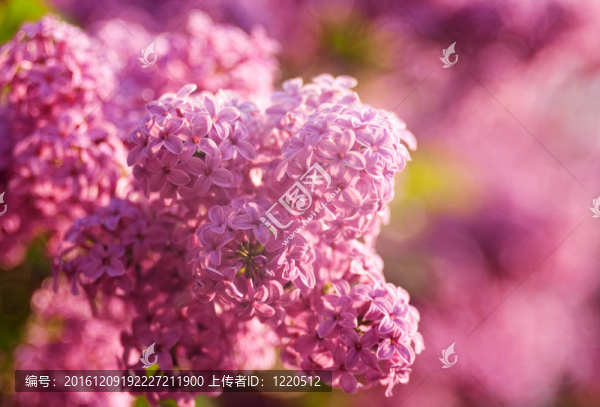 丁香花為自然背景與美麗的背景虛化