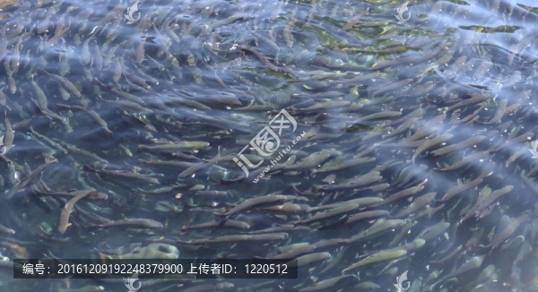 鱒魚養(yǎng)殖場