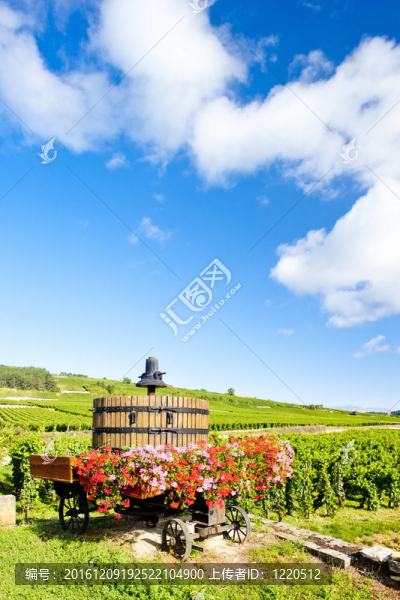 Cote,de,Beaune,Pommard附近的葡萄園；勃艮第產(chǎn)區(qū)；法國(guó)