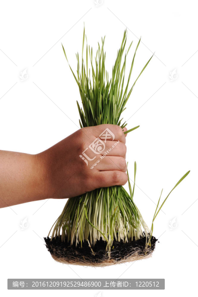 拔根草