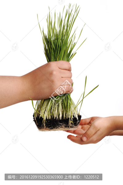 人的手；孤花；草概念