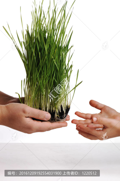 人的手；孤花；草概念