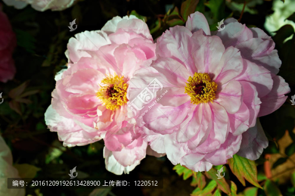 花束