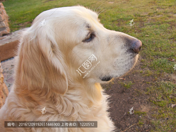 金毛獵犬