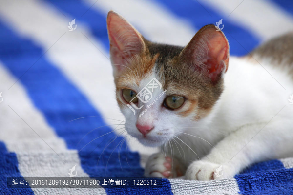 小貓