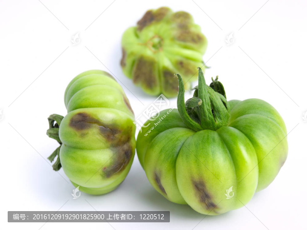 番茄的問題