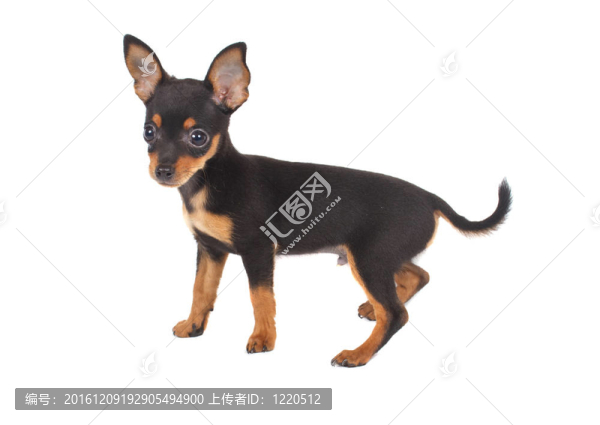 俄羅斯玩具獵犬在白色背景