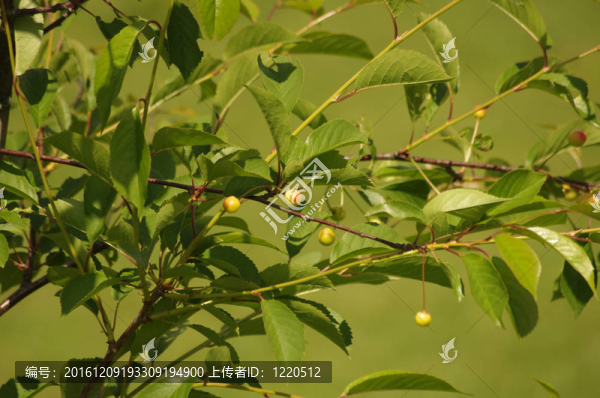 樹枝上的櫻桃