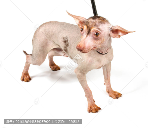 中國冠毛犬幼犬