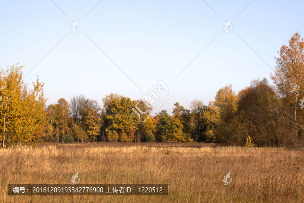 美麗的風(fēng)景。森林的田野和邊緣
