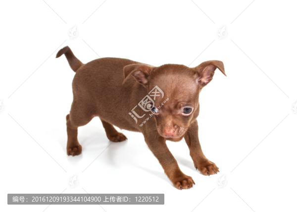 chihuhua小狗在白色的背景