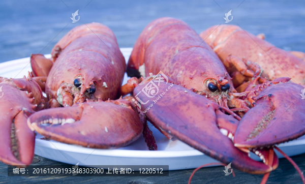 煮熟的龍蝦