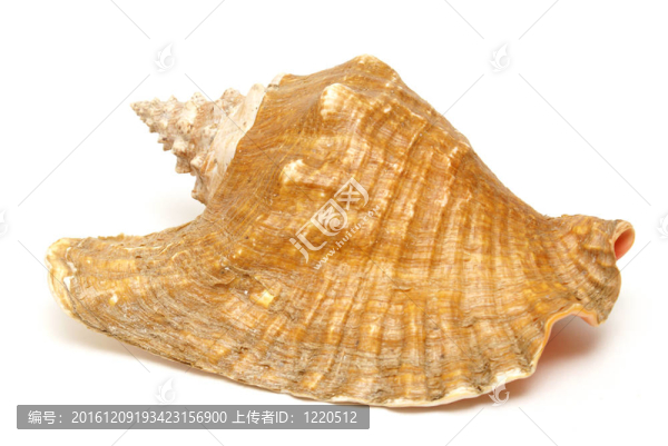 大海螺-匯圖網(wǎng) www.fosd68.com 大海螺