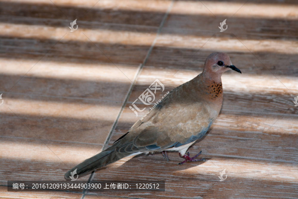 鴿子