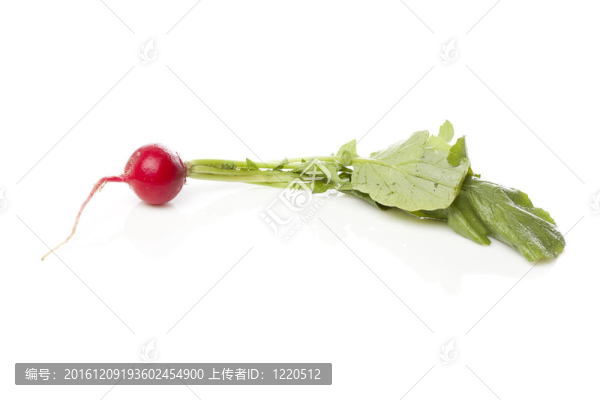 鮮紅色蘿卜
