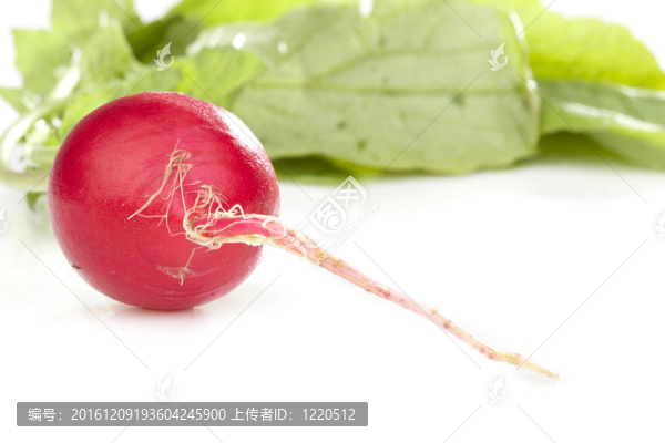鮮紅色蘿卜