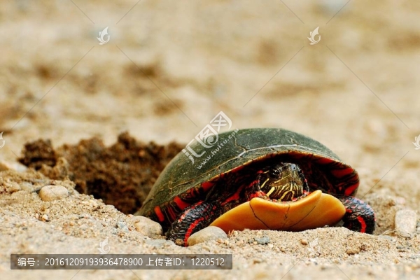 龜畫蛋