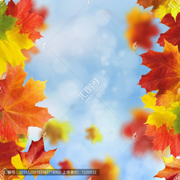 紅黃樹葉