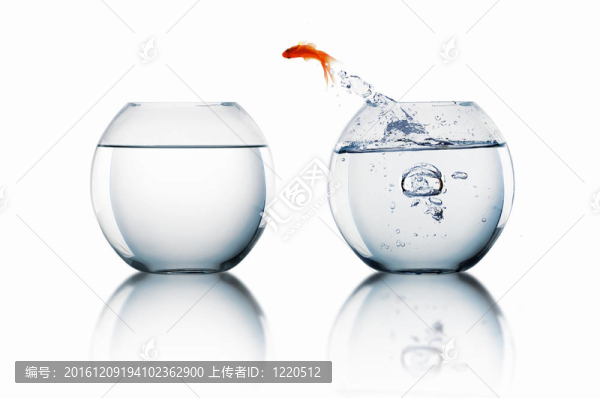 在一個魚缸里的金魚
