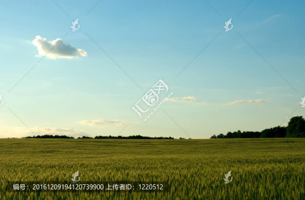 麥田與藍天