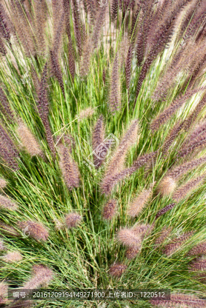 草