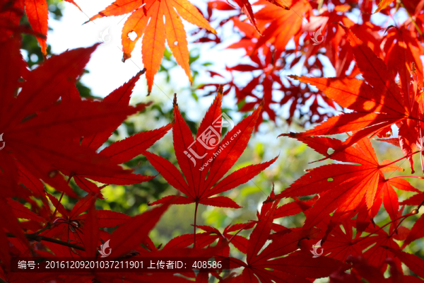 陽光下的楓葉,紅楓葉